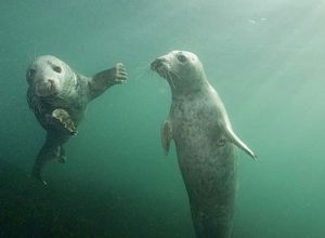 Ballistic Go Diving In February 2019 - Seal